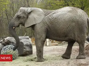 Fredzia, primul elefant care va primi canabis la Zoo Varșovia/FOTO: bbc.com