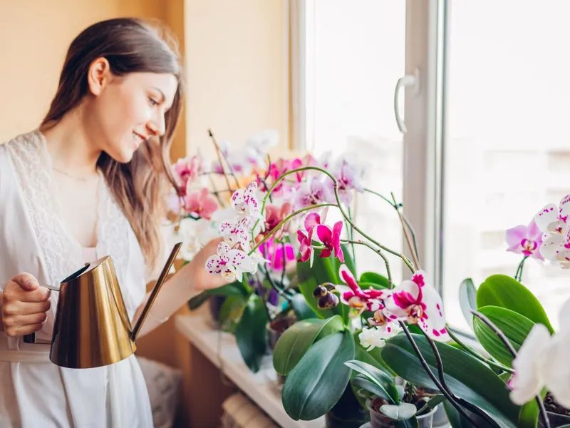 Când trebuie aduse florile în casă în sezonul rece? Care sunt cele mai sensibile plante? - Foto: Istock / imagine cu rol ilustrativ