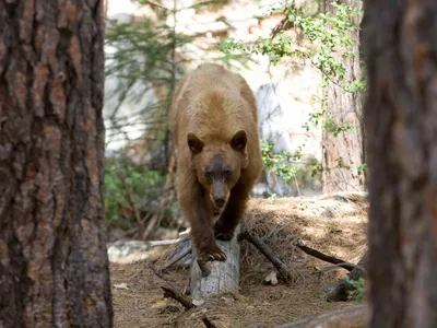 Bărbat din Harghita, atacat brutal de un urs. A ajuns la spital mușcat de față, mâni și picioare - Foto: Profimedia images - Caracter ilustrativ