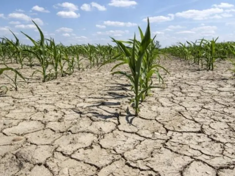 România vrea 75 de milioane de € de la UE pentru agricultorii afectați de secetă. Situația e gravă - Foto: Facebook Ministerul Agriculturii(imagine cu rol ilustrativ)