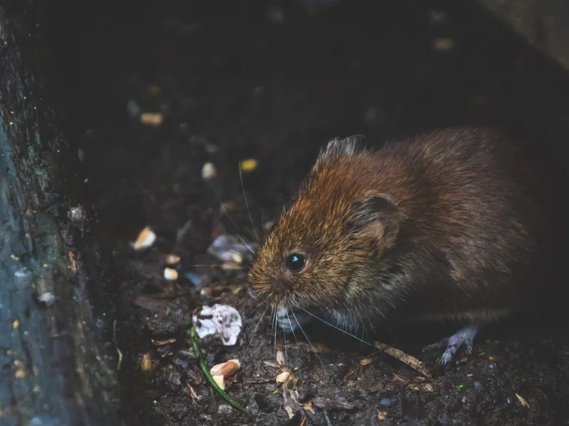 Șoarecii au ocupat și închisorile australiene. FOTO: Pexels.com