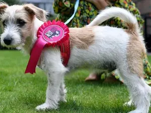 Dilyn, în momentul în care a ajuns la Downing Street, luni/Foto: BBC