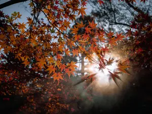 VREMEA Zi de primăvară în toiul iernii și astăzi. Care sunt maximele zile în toată țara Foto: Pexels (fotografie cu caracter ilustrativ)