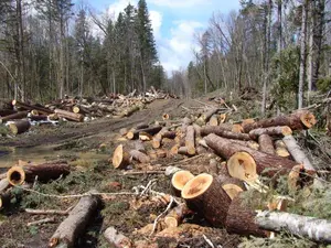 7.266 de dosare penale, deschise numai în 2021 pentru hoții de lemne. 163 de pădurari, agresați. Foto Pexels.com