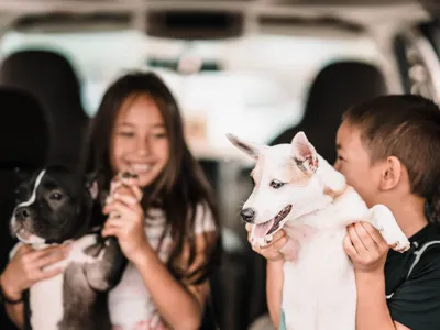 Cât de periculos este pentru un copil dacă înghite păr de câine sau pisică.  - Foto: Pexels / Art House Studio