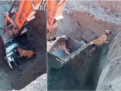 VIDEO Momentul emoționant în care un biet câine este salvat de o macara, dintr-o groapă adâncă - FOTO: Captura Facebook video(imagine cu rol ilustrativ)