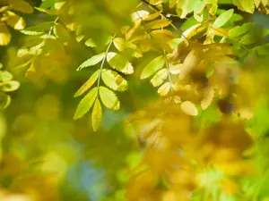 Ce temperaturi vor fi în luna septembrie și octombrie. Meteorologii vin cu vești bune Foto: Profimedia Images (fotografie cu caracter ilustrativ)