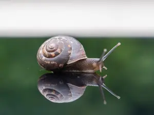 Această specie de melc de mare își regenerează corpul complet/FOTO: unsplash.com