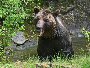 „Liber” la vânat urși în România. Tanczos Barna: Astfel putem opri creșterea populației de urs brun - Foto: Profimedia images - Caracter ilustrativ