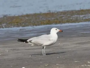 O nouă specie de pasăre a fost descoperită pe teritoriul României. De unde provine? - Foto: Societatea Ornitologică Română/ Facebook