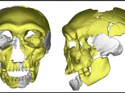 Misterul craniului antic ce nu aparține niciunei specii cunoscute de om-Foto: ResearchGate