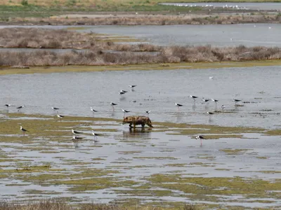 Delta Dunării, invadată de șacali aurii. Vânătorii primesc autorizație să extragă 350 de exemplare - Foto: Facebook/ARBDD - Administratia Rezervatiei Biosferei Delta Dunarii