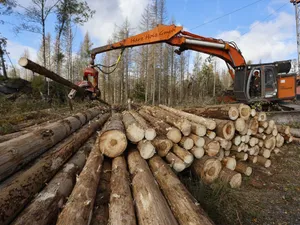 Guvernul a plafonat prețul lemnului la 400 de lei. Comercianții vând și cu 1.000 de lei metrul cub - FOTO: Profimedia