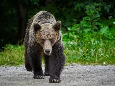 Minoră de 14 ani, însărcinată și un bărbat de 68 de ani, atacați de un urs într-o pădure din Brașov - Foto: Profimedia images