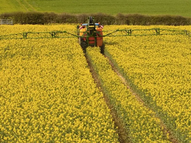 Rapiță cu pesticide trimisă în Germania Foto:agrointeligenta.ro