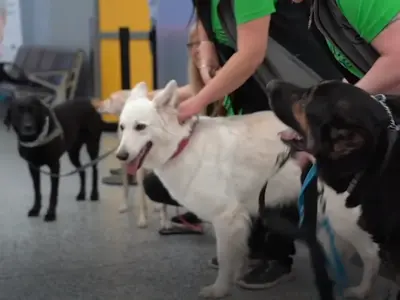 Câini folosiți pentru detectarea pacienților cu COVID pe aeroportul din Hlesinki Foto: Captură Yputube The Guardian