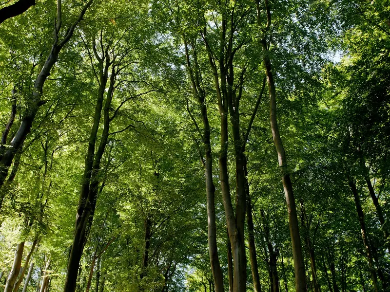 Pădure - Foto: Profimedia