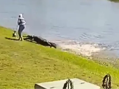 Momentul în care un aligator trage în apă o pensionară - Foto: The Sun / Captura video