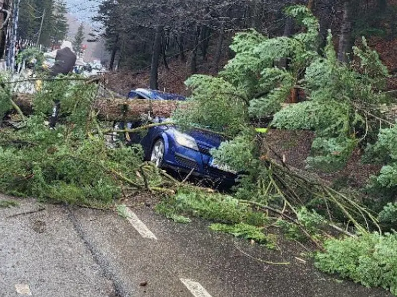 Un brad uriaș a căzut peste o mașină aflată în mers, la Azuga - Foto: ISU Prahova