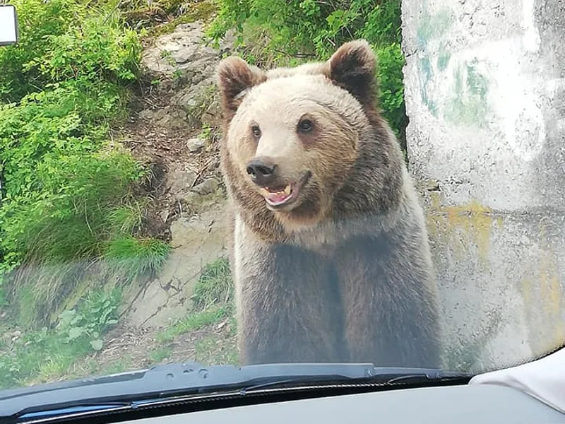 Urșii, fani înfocați ai Raliului Argeșului. / Foto: Iordachescu Claudiu Teodor, Facebook