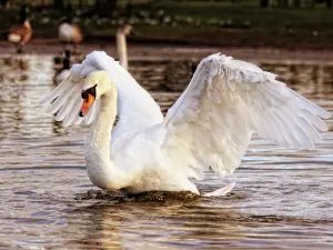 Lebădă, imagine cu caracter ilustrativ - Foto: Pexels