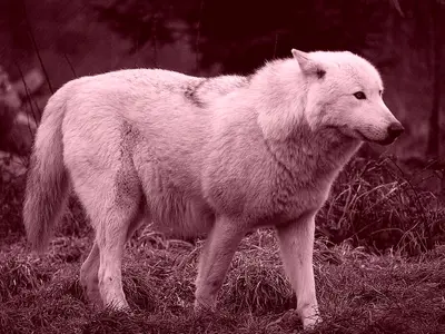 Calitatea incredibilă pe care o au nişte animale din Zona Roşie, de la Cernobîl - Foto: Pexels/Quentin Chansaulme