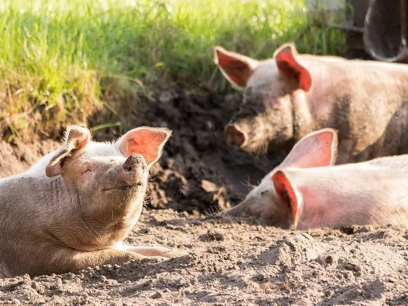 Ce a pățit o familie după ce a consumat carne de la porcul crescut în gospodărie. Au ajuns la spital - Foto: Profimedia / imagine rol ilustrativ