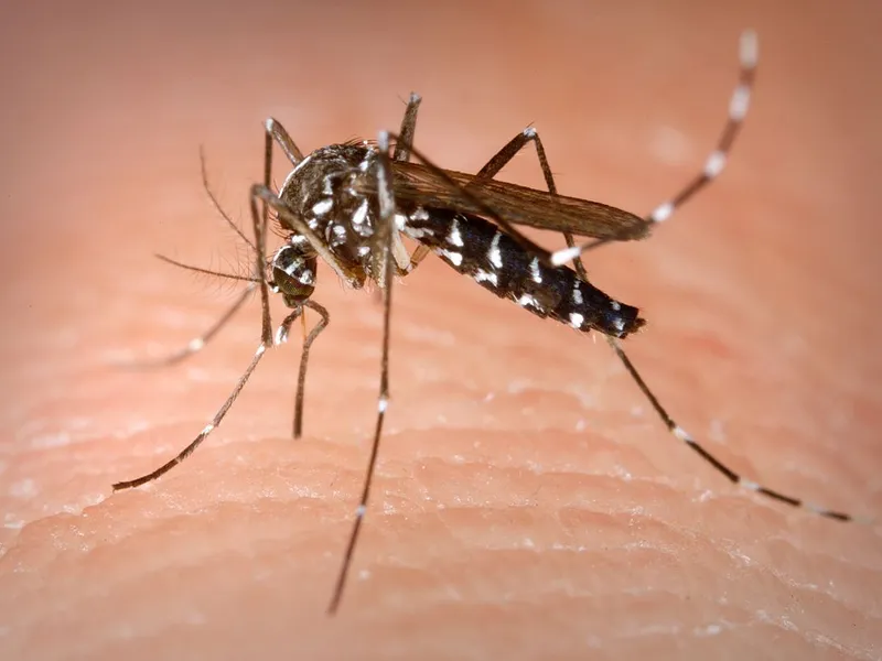 Tratament intens de combatere a țânțarilor West Nile/Foto: yahoo