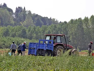 Angajat indian, mort în Italia după ce și-a retezat brațul la muncă. Angajatorul l-a abandonat  - Foto: Rotalianul