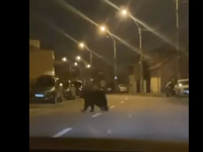 VIDEO Alertă în Ploiești după ce un urs s-a plimbat nestingherit prin oraș. Ce au făcut autoritățile - Foto: Captură video/ Youtube