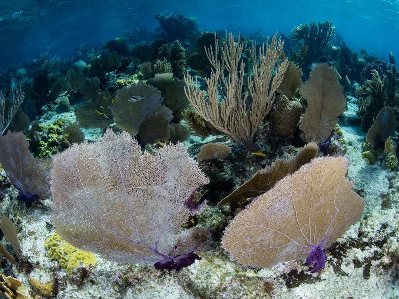 10 lucruri despre Belize Blue Hole - Foto: Profimedia Images