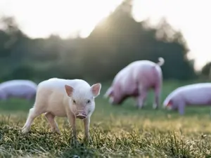 Câți bani vor scoate românii din buzunar pentru un kg de carne de porc. E mai scumpă de sărbători - Foto: Profimedia Images/ Imagine cu caracter ilustrativ