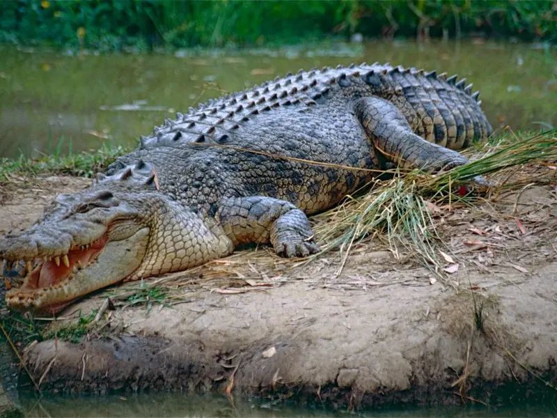 O contabilă a căzut peste un crocodil. De ce a vomitat acesta - Foto: Flickr/Bernard DUPONT