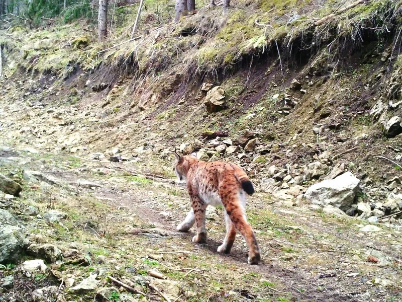 Râsul a fost văzut în pădurile din Suceava. Felina se deplasează fără zgomot și atacă prada Foto: Ioan Lehovolea și Silvian Poenari, Ocolul Silvic Pojorâta - Direcția Silvică Suceava