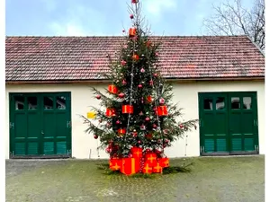 Bradul de la Castelul Săvârșin. FOTO: Casa regală