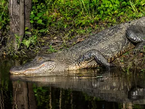 Un aligator imens a fost găsit într-un parc. Cineva îl ținea ca animal de companie și l-a abandonat - FOTO: Profimedia Images