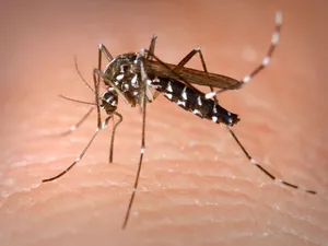 Tratament intens de combatere a țânțarilor West Nile/Foto: yahoo