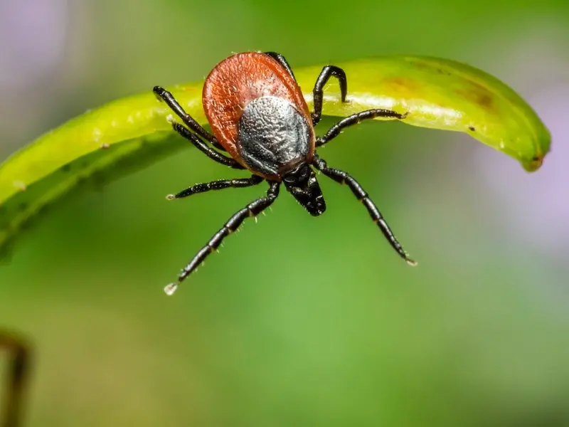 Muşcătura de căpuşă poate provoca tulburări neurologice (imagine cu caracter ilustrativ) – Foto: Pexels.com / Eric Karits