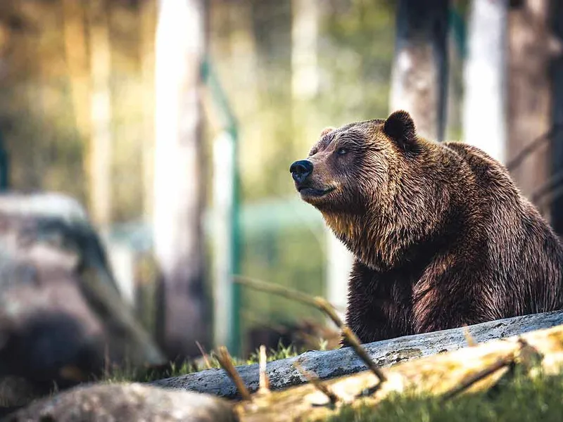 Șeful Gărzii de Mediu: De ce avem senzația că sunt mult mai mulți urși. Foto Pexels.com