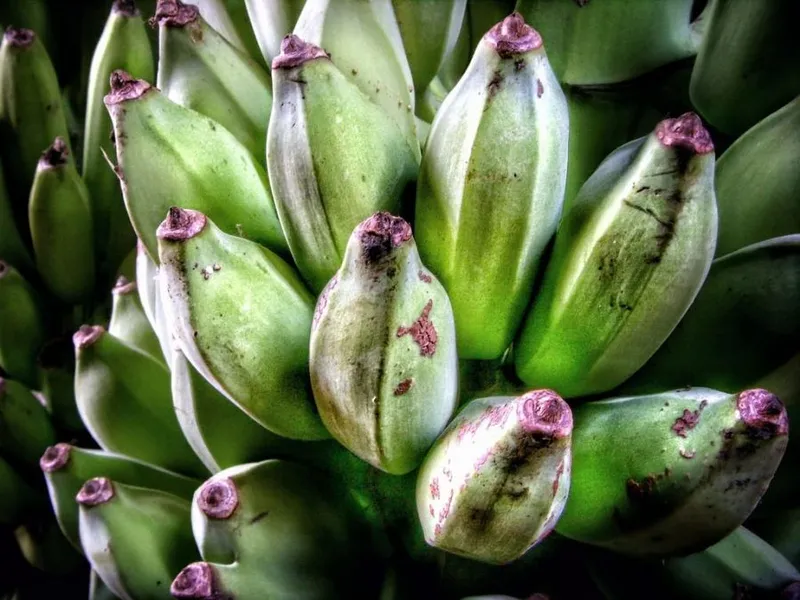 În lume sunt 1.000 de soiuri de banane, dar oamenii mănâncă doar dintr-unul. Care e motivul? - Foto: Picryl / CC0 - banane verzi cau