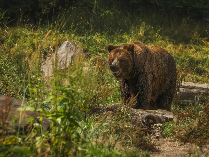 Povestea tinerei ucise de urs în Bucegi face înconjurul Europei și SUA: Urșii terorizează localnicii - Foto: Freepik.com (Imagine cu rol ilustrativ)