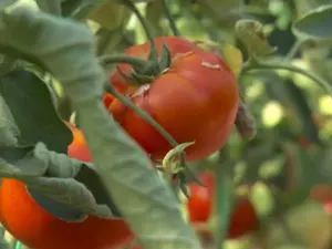 Legumele și brânzeturile românești ajung pe rafturile din Europa. Primii cumpărători, străinii Foto: Foto: Captură TV Digi24 ( fotografie cu rol ilustrativ)