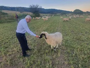 Daea hrănește oaia/FOTO: facebook.com