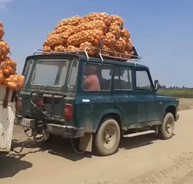 ARO 244, „tractorul” legumicultorilor. / Foto: captură video