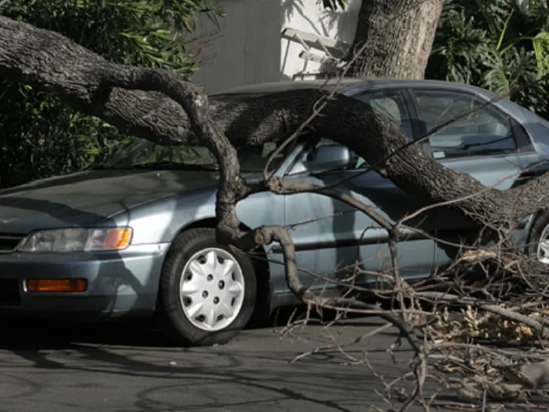 Ce faci dacă ți-a căzut un copac pe mașină? De unde recuperezi banii de reparație?  - Foto: fasttreeremovalatlanta.com - rol ilustrativ