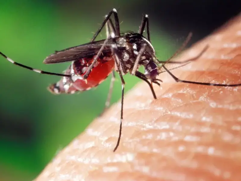 Restricții pentru donarea de sânge în 2 localități, din cauza virusului West Nile. Cât vor dura - Foto: Profimedia images (rol ilustrativ)