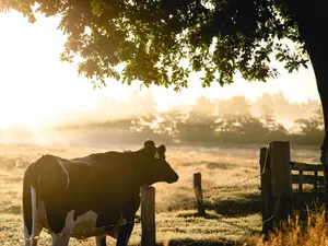 Produc'ția de carne de vită este în pericol în România. Consumăm doar din import Foto: Pexels (fotografie cu caracter ilsutrativ)