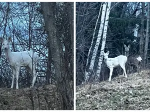 FOTO Un animal rar a fost surprins de jandarmii montani din Brașov: „O întâlnire remarcabilă” - Foto: Facebook/ Jandarmeria Brașov