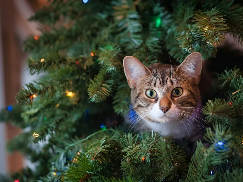 Cum ținem pisica departe de bradul de Crăciun? - Foto: Pexels/Jessica Lewis 🦋 thepaintedsquare