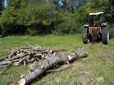 Trebuia să păzească pădurile, dar lua mită ca să „închidă ochii” la furtul de lemn - Foto: Profimedia Images/ Imagine cu caracter ilustrativ